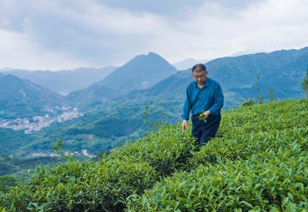 茶園基地