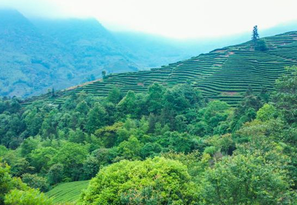 茶園基地