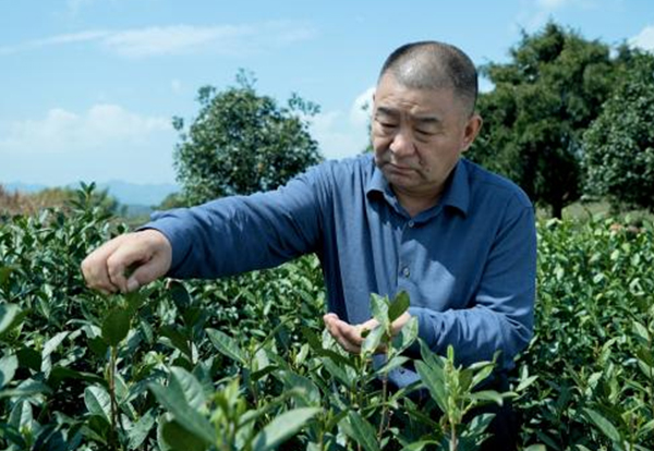 茶園基地