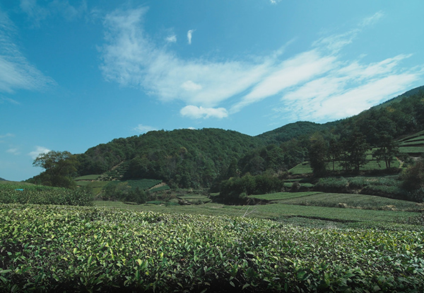 茶園基地