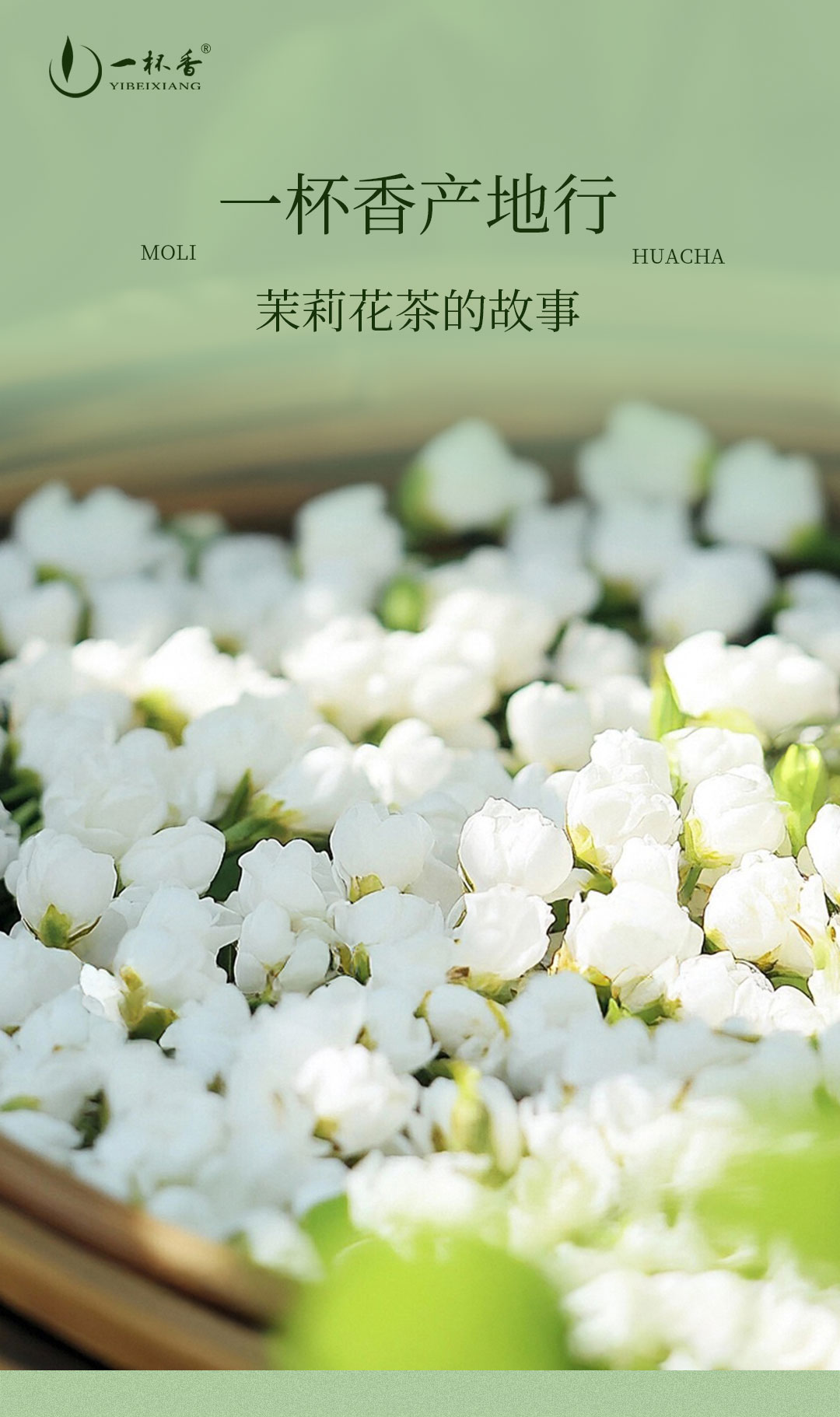一杯香產地行 ：茉莉花茶的故事
